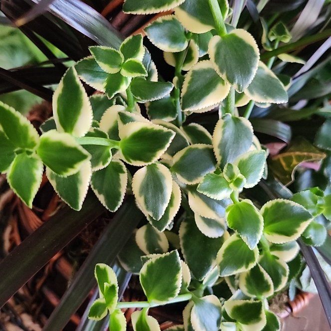 Photo of the plant species Crassula sarmentosa 'Variegata' by @ZippyGambeloak named Calamansi on Greg, the plant care app
