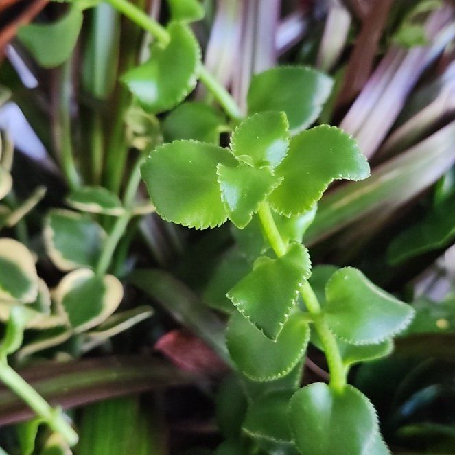 Photo of the plant species Crassula sarmentosa Harv. by @ZippyGambeloak named Makrut on Greg, the plant care app