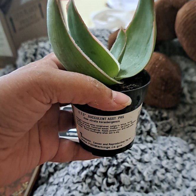 Photo of the plant species Aloe striata subsp. karasbergensis by @BusyDutchiris named ChloroPhil on Greg, the plant care app