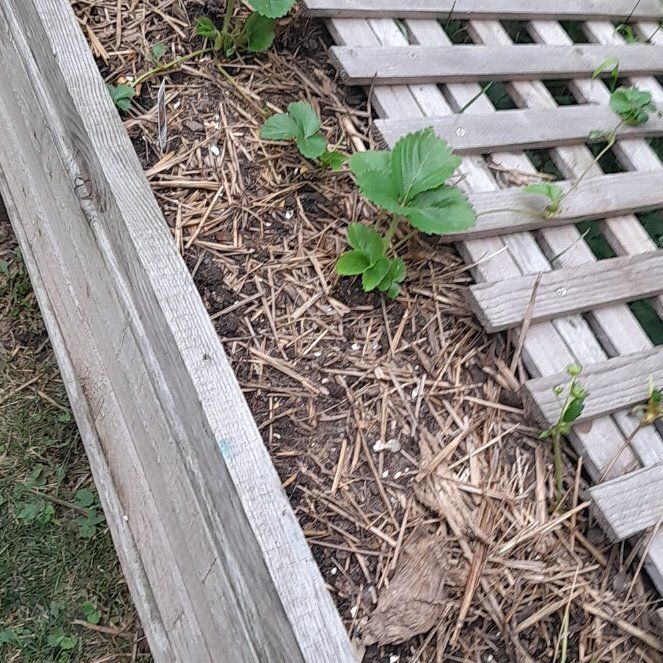 Photo of the plant species Allstar Strawberry by @GnarlyBorage named Aristotle on Greg, the plant care app