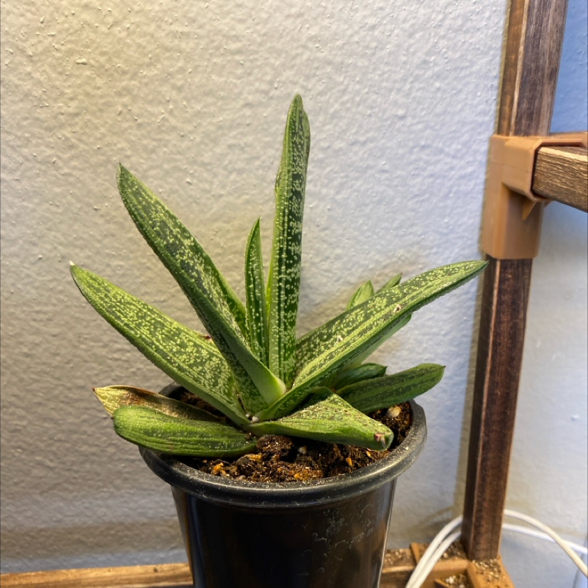 Photo of the plant species 'Little Warty' by @Plantloverlouie named Warty on Greg, the plant care app
