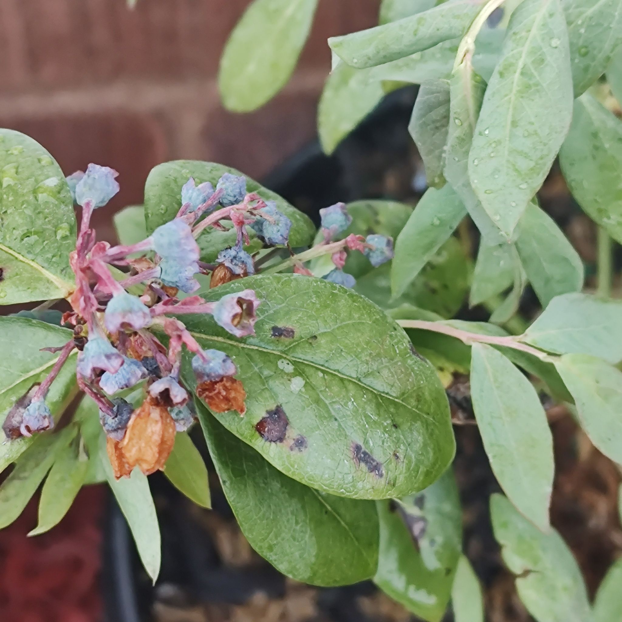 Plant care for Pink Cloud Caladium on Greg, the plant care app