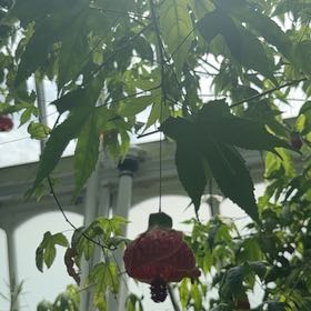 Photo of the plant species Abutilon Striatum by @rox91771 named Elina on Greg, the plant care app