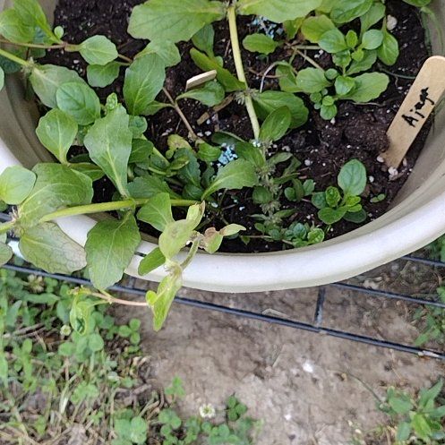 Photo of the plant species Ajuga 'Tropical Toucan' by @ZestfulEllisia named Shakira on Greg, the plant care app