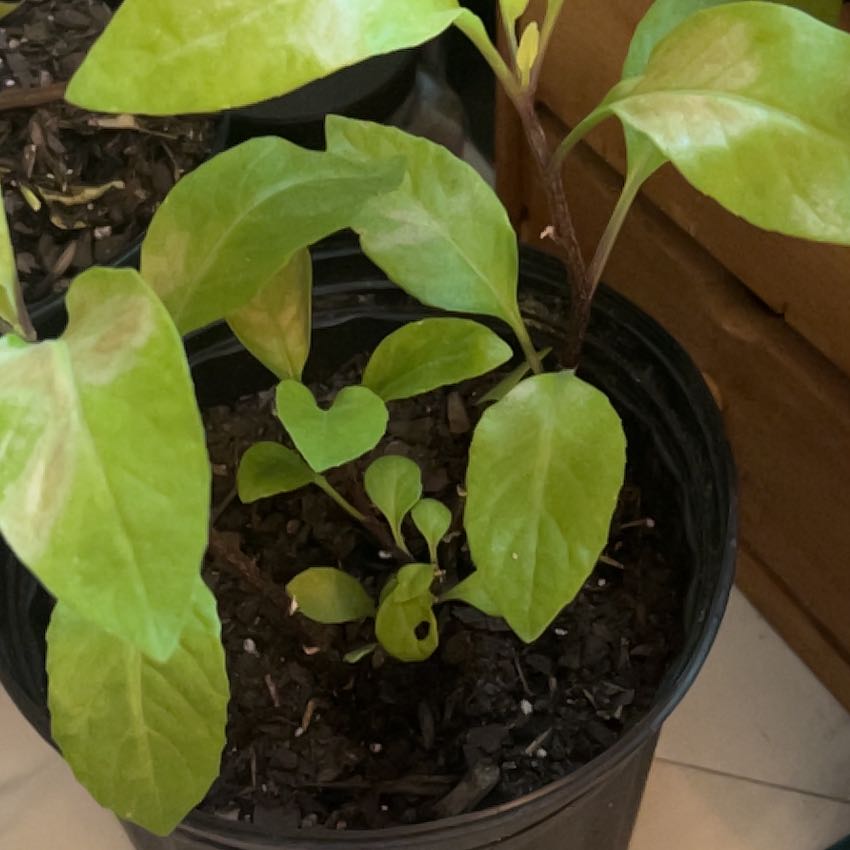 Photo of the plant species Longevity Spinach by @GivingCordmoss named Tupot amaroot on Greg, the plant care app