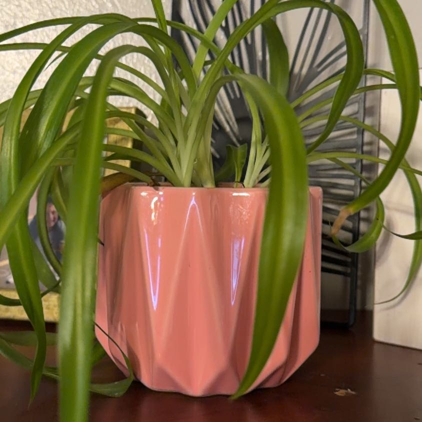 Photo of the plant species Tradescantia 'Sweet Kate' by @Celseyann named Harper on Greg, the plant care app