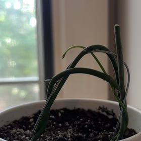 Photo of the plant species Bushman's Pipe by @FlexibleMyagrum named Sir Peeni on Greg, the plant care app