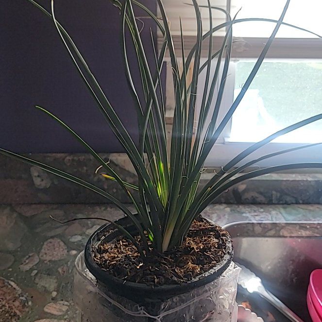 Plant care for Red Heart Philodendron on Greg, the plant care app