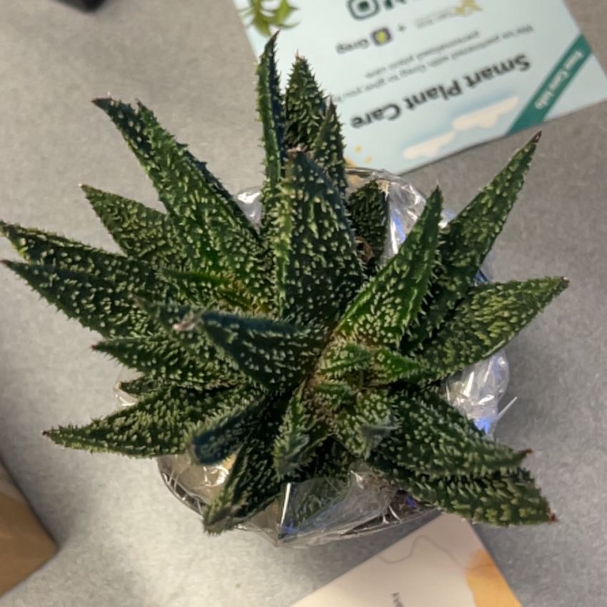 Photo of the plant species Gasteraloe 'Tarantula' by @DearWakerobin named Greg on Greg, the plant care app