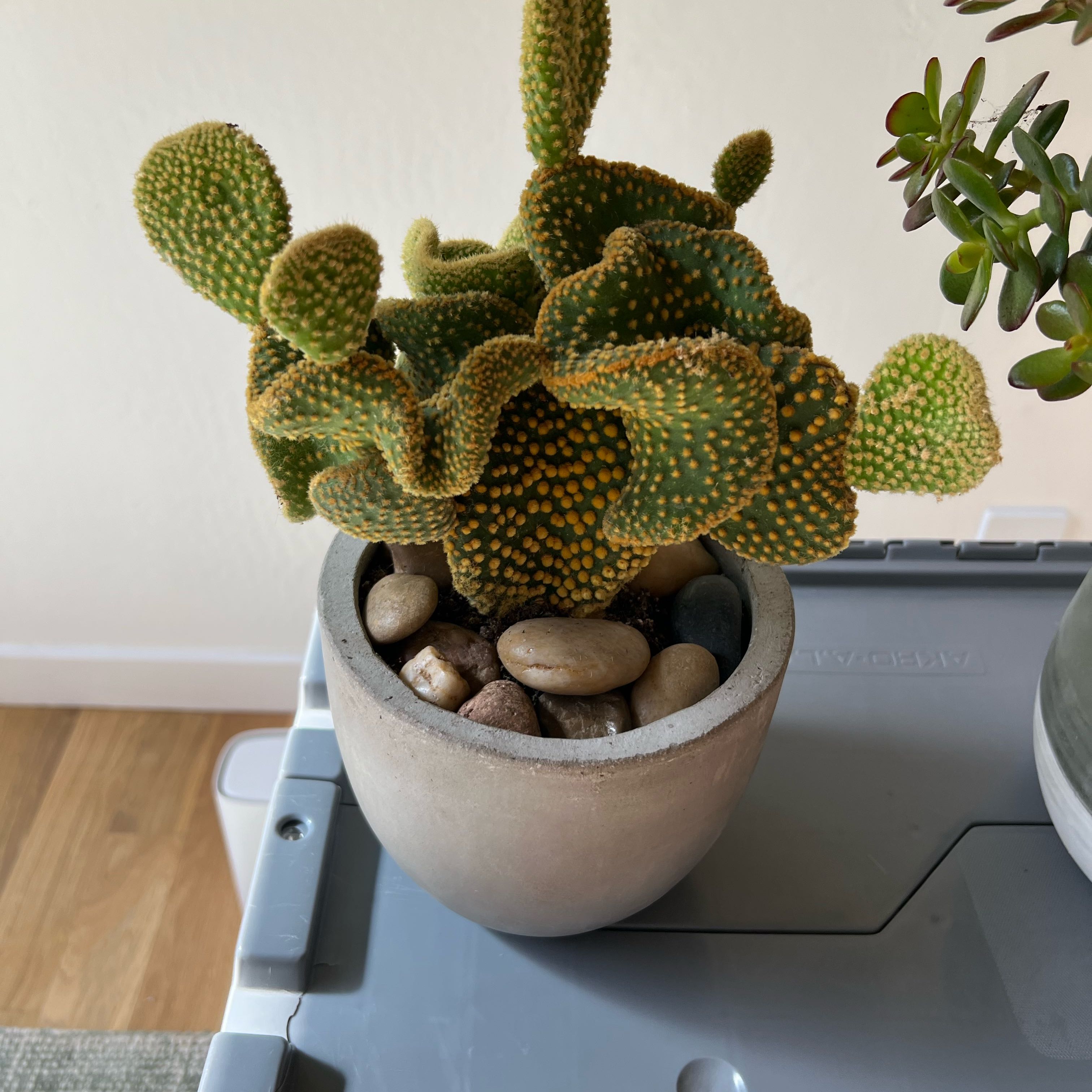 Photo of the plant species Crazy Bunny Ears by @ReallyRhodotus named Nipple on Greg, the plant care app