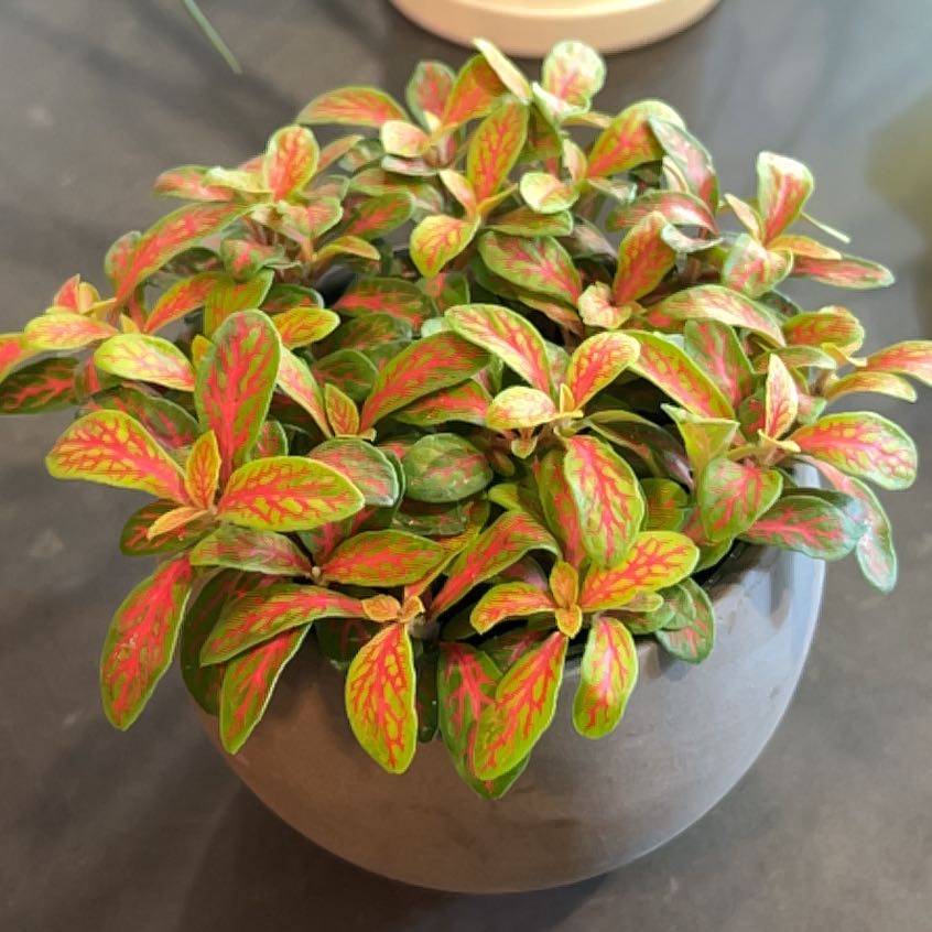 Photo of the plant species Nerve Plant by @ReallyRhodotus named Sage on Greg, the plant care app