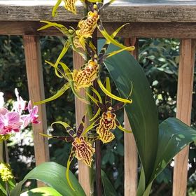 Photo of the plant species Mystic Maze Orchid by @ReallyRhodotus named Hemingway on Greg, the plant care app
