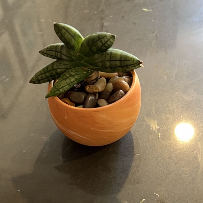 Photo of the plant species Starfish Snake Plant by @ReallyRhodotus named Tupot amaroot on Greg, the plant care app