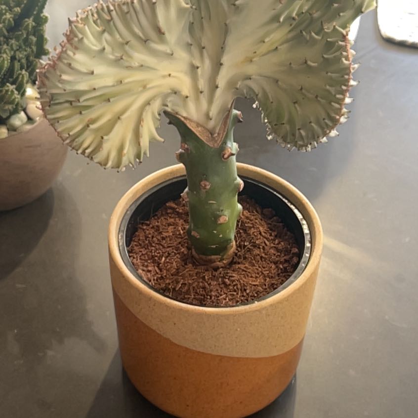 Photo of the plant species Crested Elkhorn by @ReallyRhodotus named Robert Plant on Greg, the plant care app