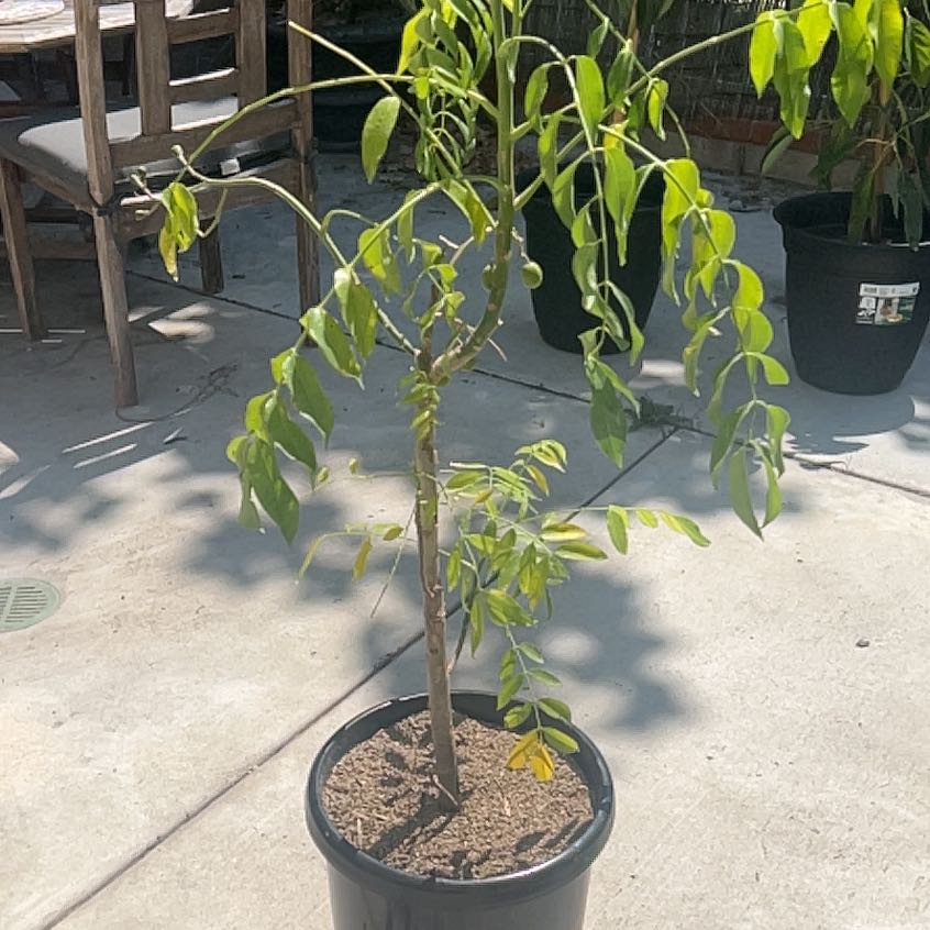 Photo of the plant species June plum by @YiftLongispina named Terra on Greg, the plant care app