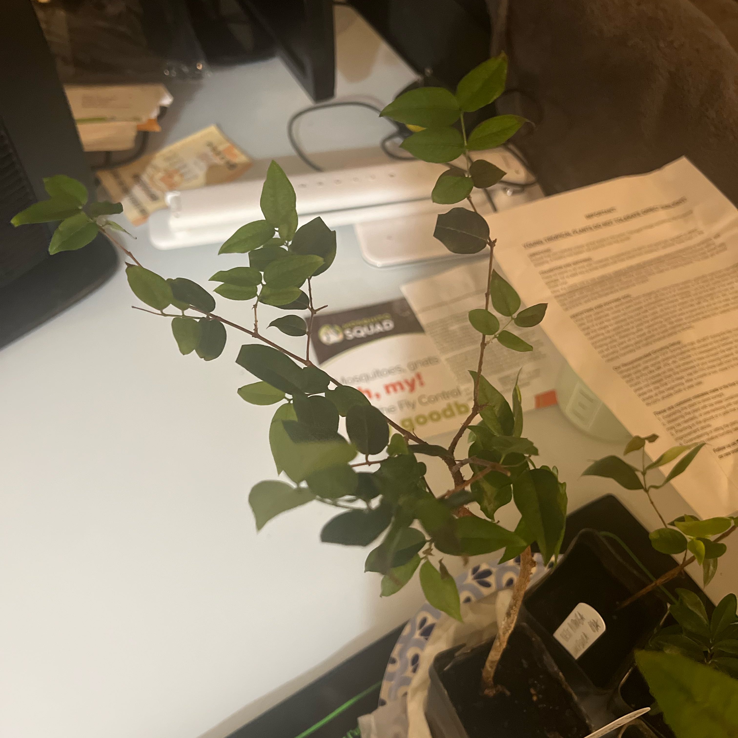 Plant care for Eucalyptus dealbata subsp. aperticola on Greg, the plant care app