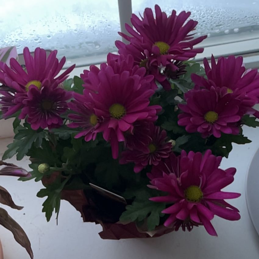 Photo of the plant species Chrysanthemum by @FitStylomecon named Tite plante mauve on Greg, the plant care app
