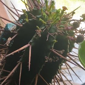 Photo of the plant species Spiny Milk Barrel by @MeekRaspberry named Cleopatra on Greg, the plant care app