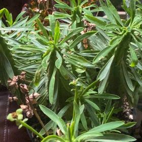 Photo of the plant species Euphorbia loricata by @MeekRaspberry named Harmony on Greg, the plant care app