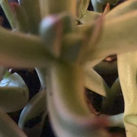 Photo of the plant species Crassula 'Candy Cane' by @MeekRaspberry named Apollo on Greg, the plant care app