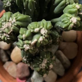 Photo of the plant species Peyote by @MeekRaspberry named Rainier on Greg, the plant care app