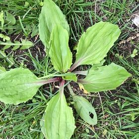 Photo of the plant species Greater Plantain by @MeekRaspberry named James Dean on Greg, the plant care app