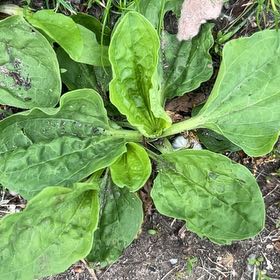 Photo of the plant species Greater Plantain by @MeekRaspberry named Lebron on Greg, the plant care app
