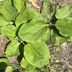 Photo of the plant species Greater Plantain by @MeekRaspberry named Sherlock on Greg, the plant care app