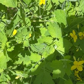 Photo of the plant species Greater Celandine by @MeekRaspberry named Gaga on Greg, the plant care app