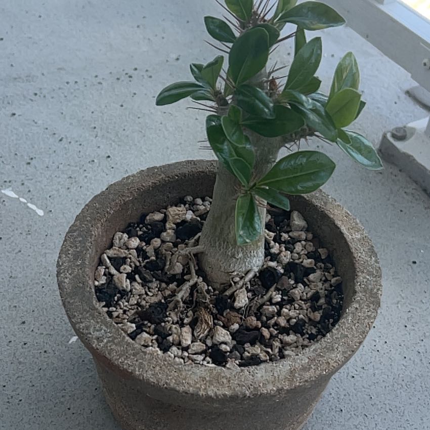 Photo of the plant species Kudu Lily by @SmartLimefiddle named Robert Plant on Greg, the plant care app