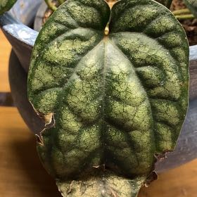 Photo of the plant species Piper sylvaticum by @YeahWhitepoplar named Harper on Greg, the plant care app