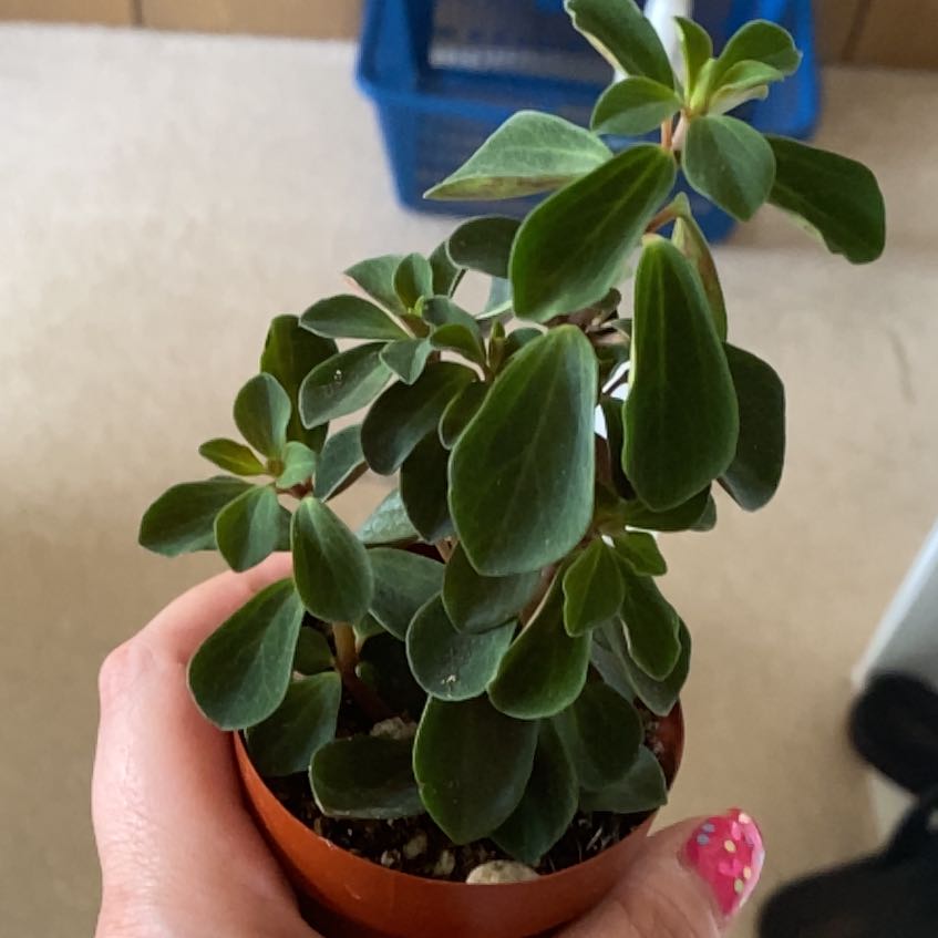 Photo of the plant species Peperomia verticillata 'Red Log' by @TidyRamarama named Anne on Greg, the plant care app