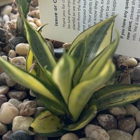 Photo of the plant species Bird Nest by Leo named Pax on Greg, the plant care app