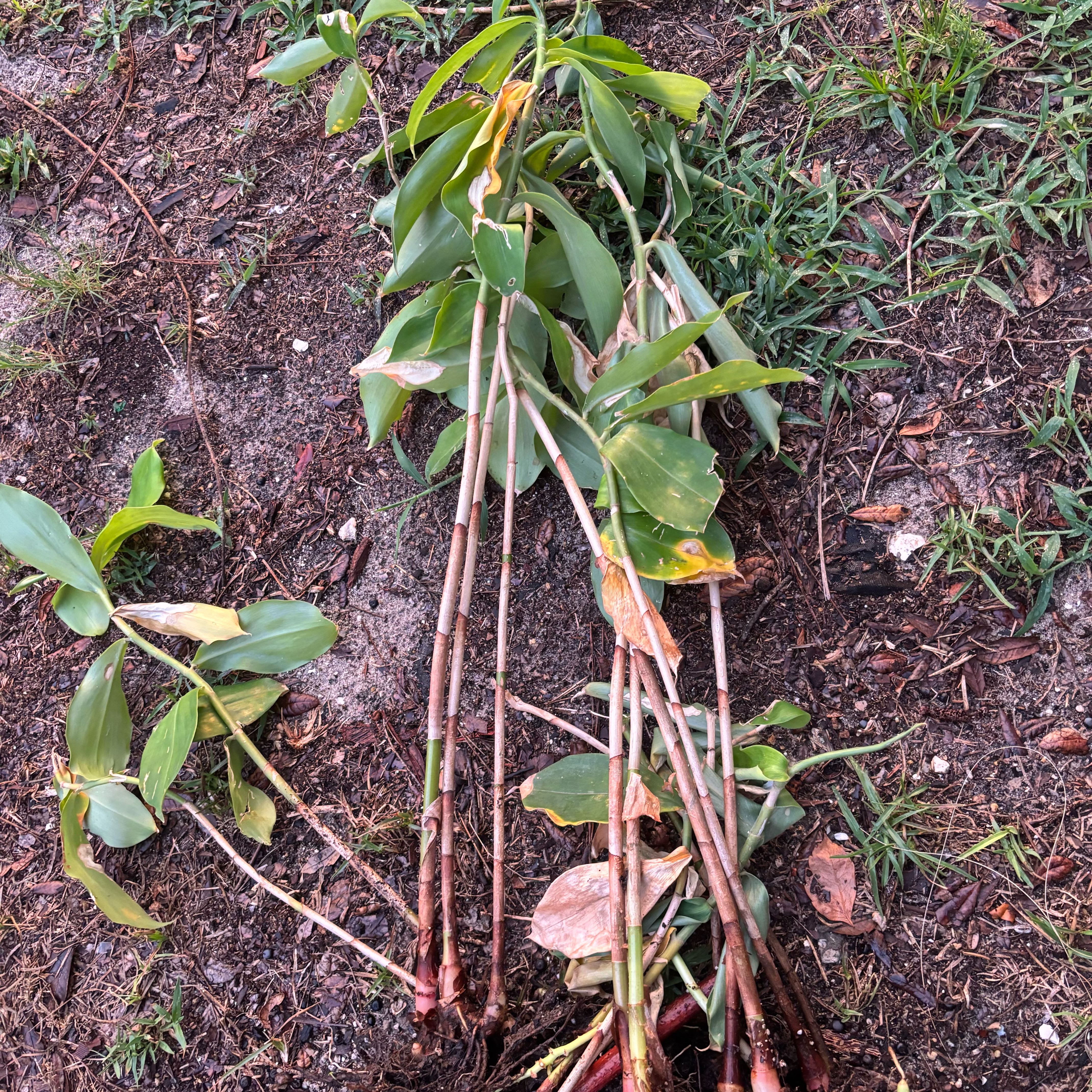 Photo of the plant species Native Ginger by @SturdyBeachplum named Coco on Greg, the plant care app