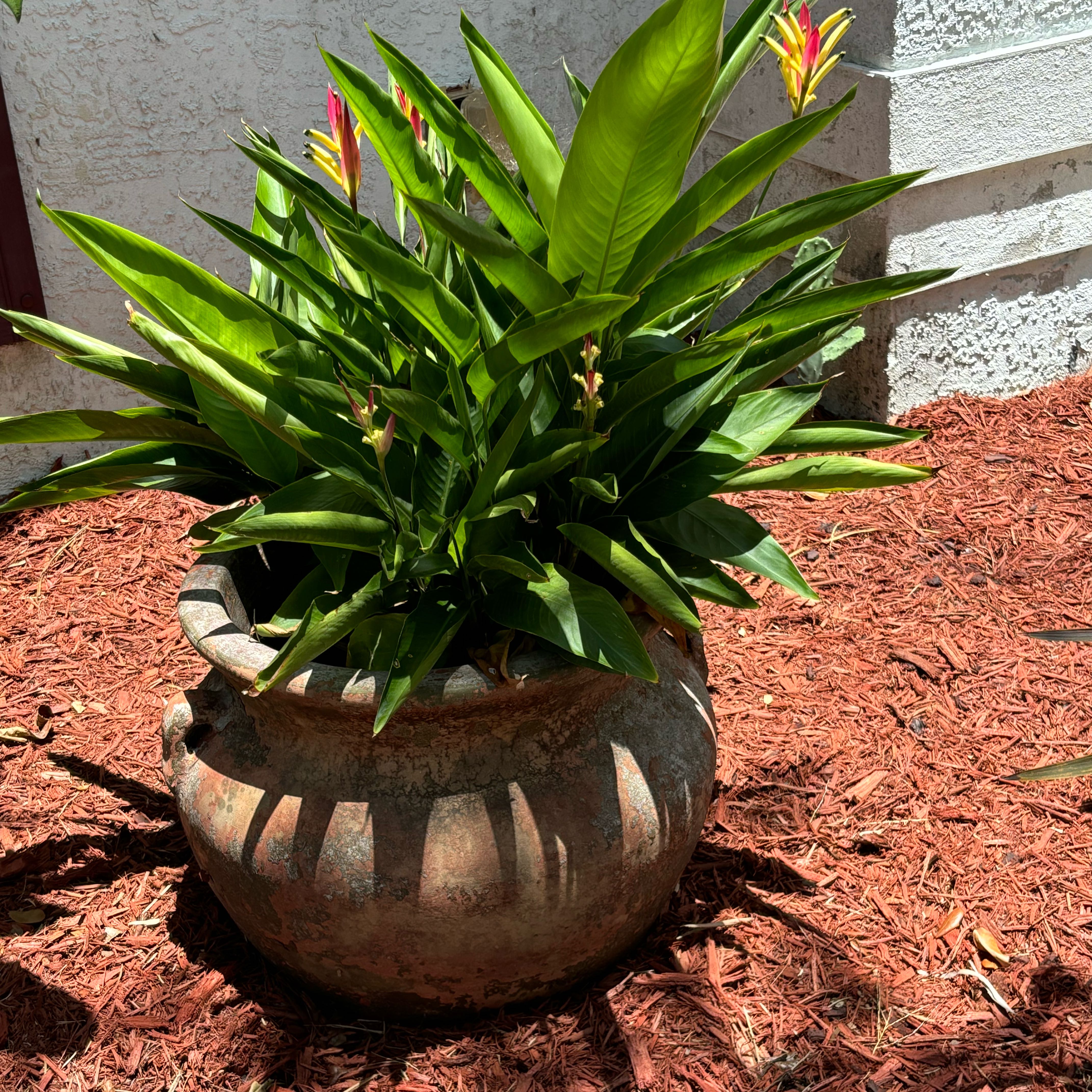 Parrot's Plantain in a decorative pot with vibrant green leaves and flowers.