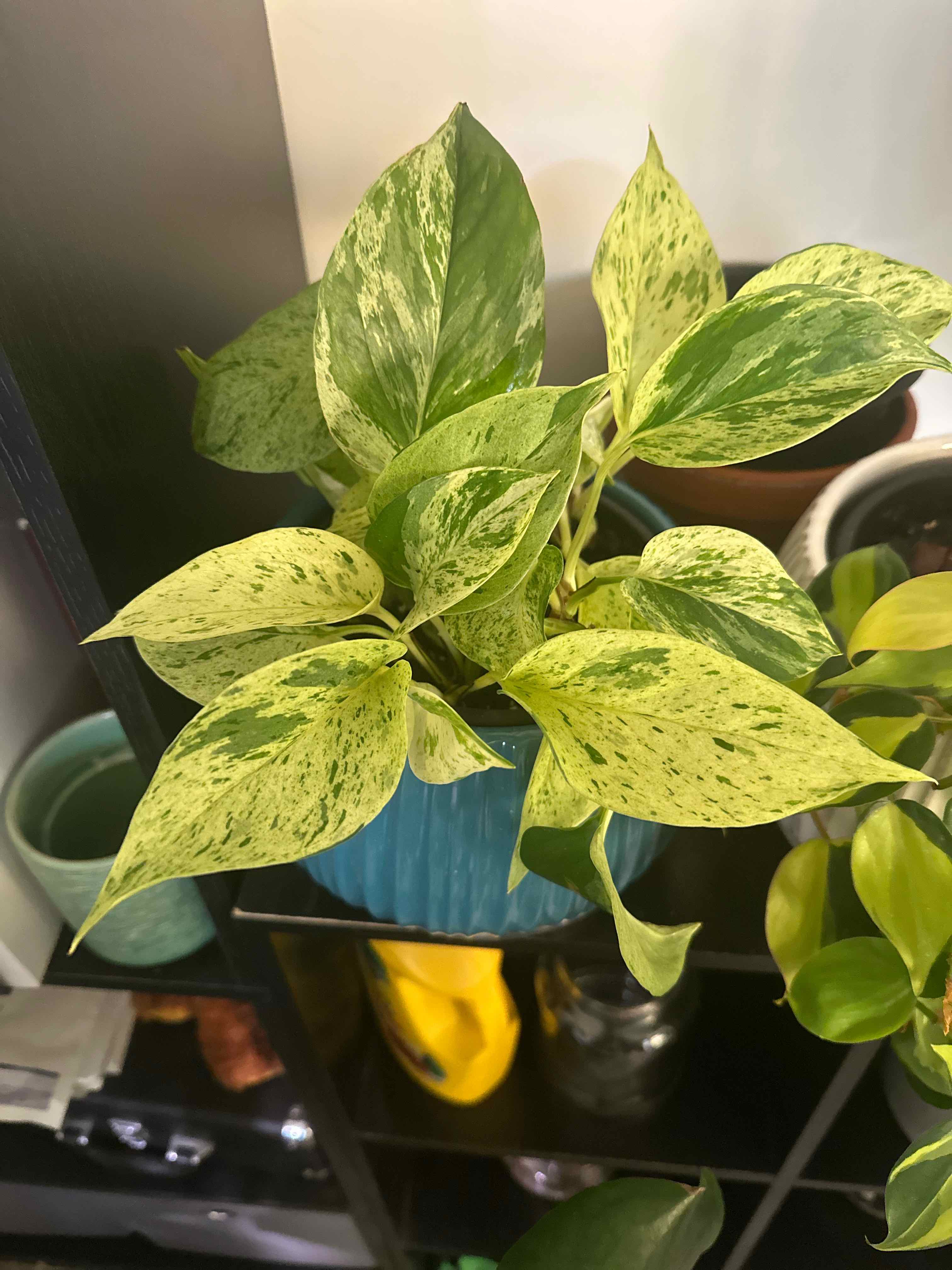 Marble Queen Pothos plant photo by @idkplantsiguess named Queen Latreefa on Greg, the plant care app.