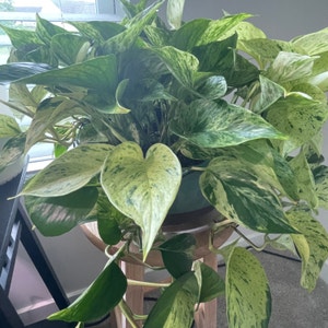 Marble Queen Pothos plant photo by @idkplantsiguess named Queen Latreefa on Greg, the plant care app.