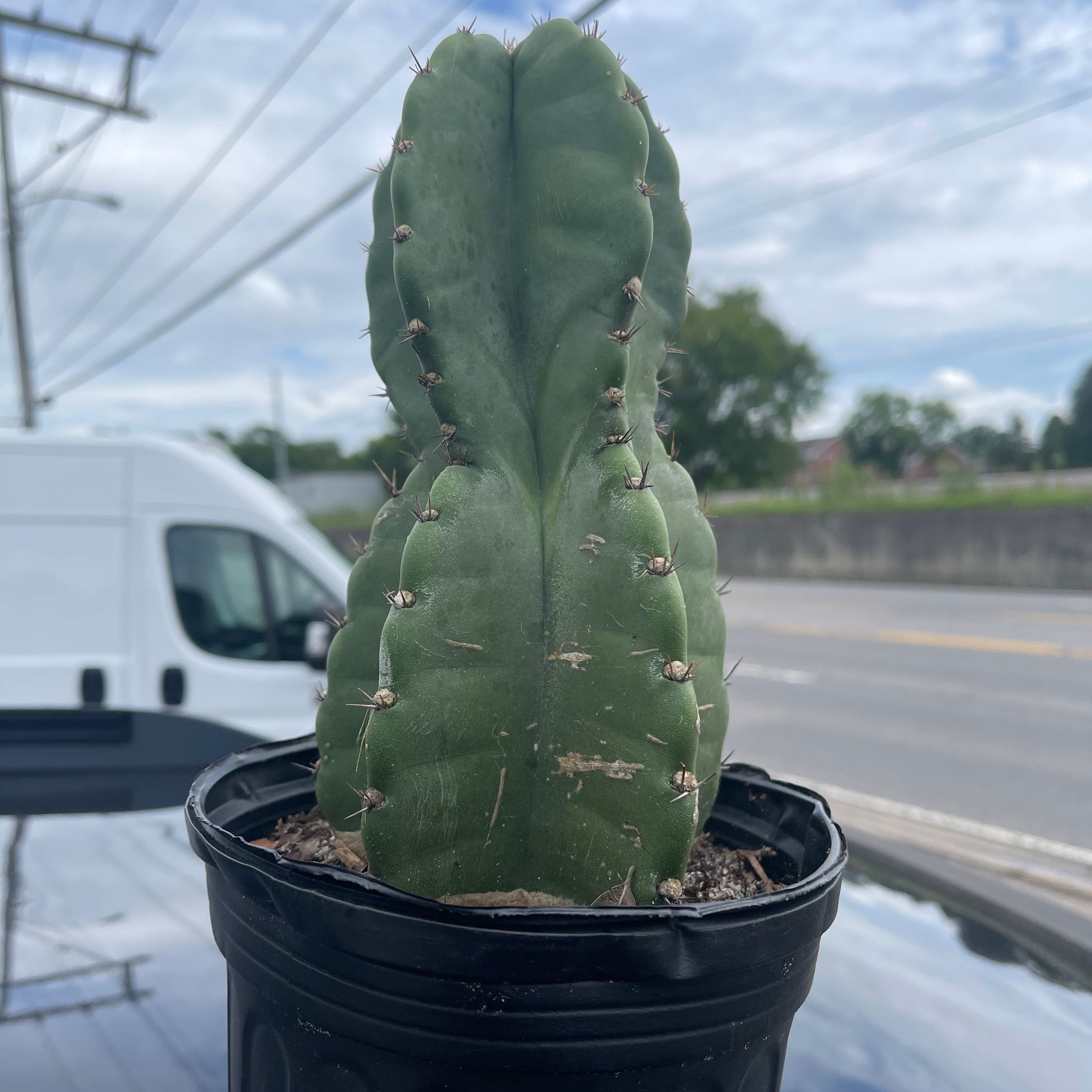 Photo of the plant species Peruvian Apple Cactus by @idkplantsiguess named Meryl Treep on Greg, the plant care app