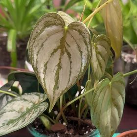 Photo of the plant species Philodendron 'Brandi' by @YeahBostonfern named Queen on Greg, the plant care app