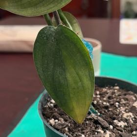 Photo of the plant species Philodendron Burle Marx Fantasy by @YeahBostonfern named Gomez on Greg, the plant care app