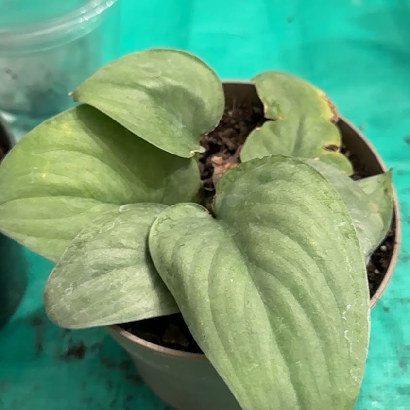 Photo of the plant species Platinum Satin Pothos by @YeahBostonfern named Pax on Greg, the plant care app