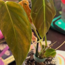 Photo of the plant species Philodendron esmeraldense by @YeahBostonfern named Dolores on Greg, the plant care app