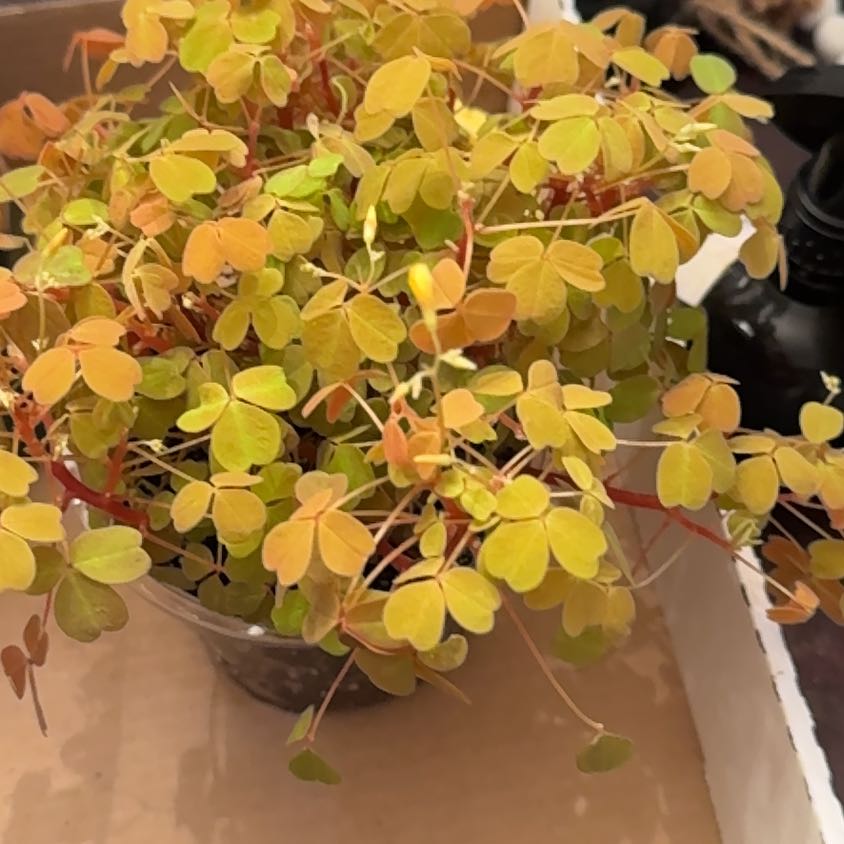 Photo of the plant species oxalis 'Molten Lava' by @YeahBostonfern named Elle on Greg, the plant care app