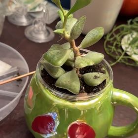 Photo of the plant species Calico Hearts by @YeahBostonfern named Sol on Greg, the plant care app