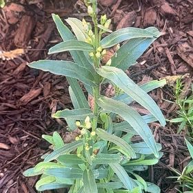Photo of the plant species Beardlip Beardtongue by @PluckyLantana named Dolores on Greg, the plant care app