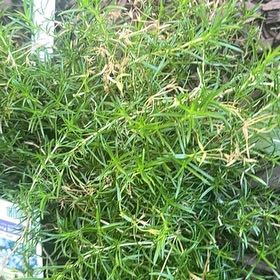 Photo of the plant species White Creeping Phlox by @PluckyLantana named Winston on Greg, the plant care app