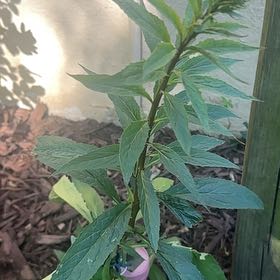 Photo of the plant species Cardinal Flower 'Green Native' by @PluckyLantana named Bieber on Greg, the plant care app