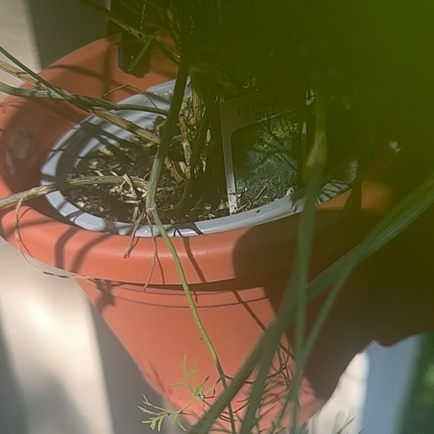 Photo of the plant species Fern Leaf Dill by @PluckyLantana named Aria on Greg, the plant care app