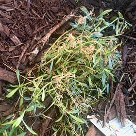 Photo of the plant species Creeping Phlox 'Alba' by @PluckyLantana named Terra on Greg, the plant care app
