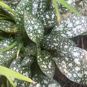 Photo of the plant species Pulmonaria 'Ann' by @PluckyLantana named Diana on Greg, the plant care app